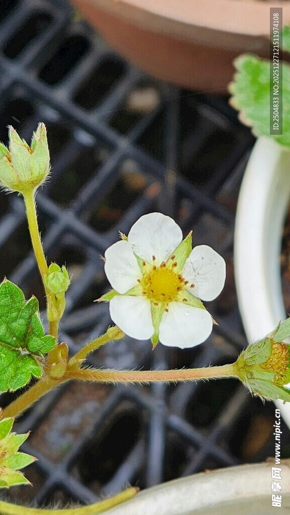 白色草莓花特写