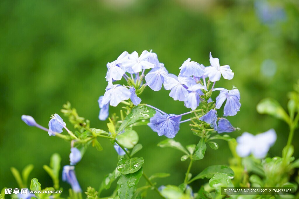 蓝紫色小花绽放于绿野