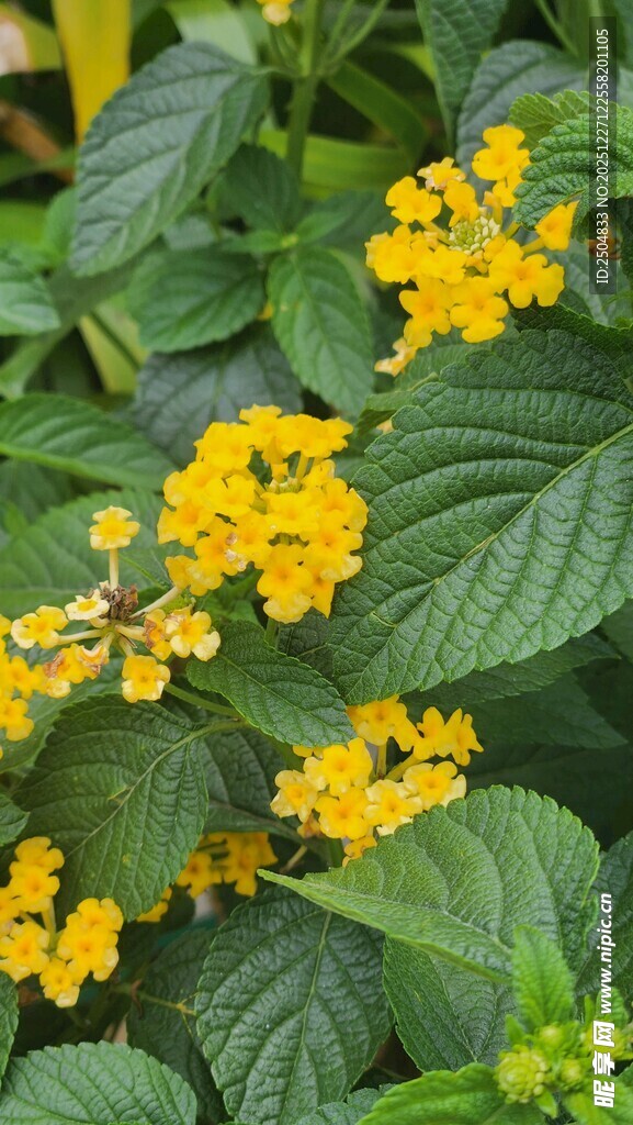黄色小花与绿叶植物