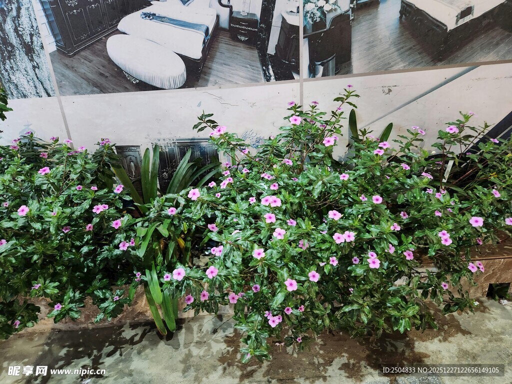 室内绿植装点的温馨角落