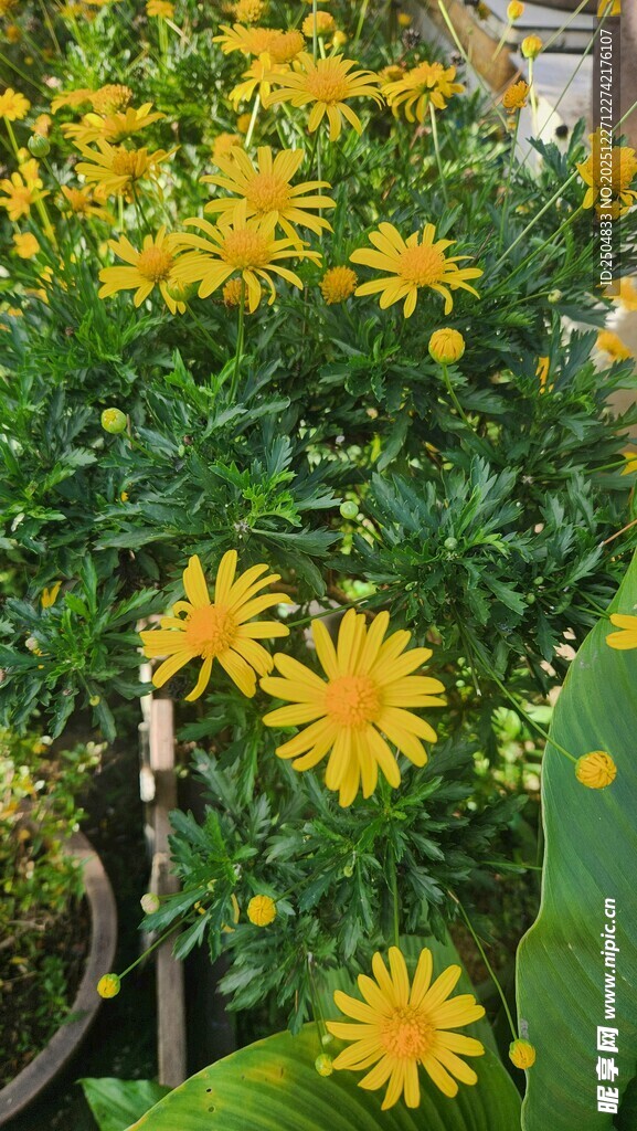 绽放的黄色小菊花