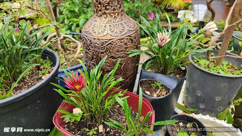 多彩盆栽 装点生机小世界