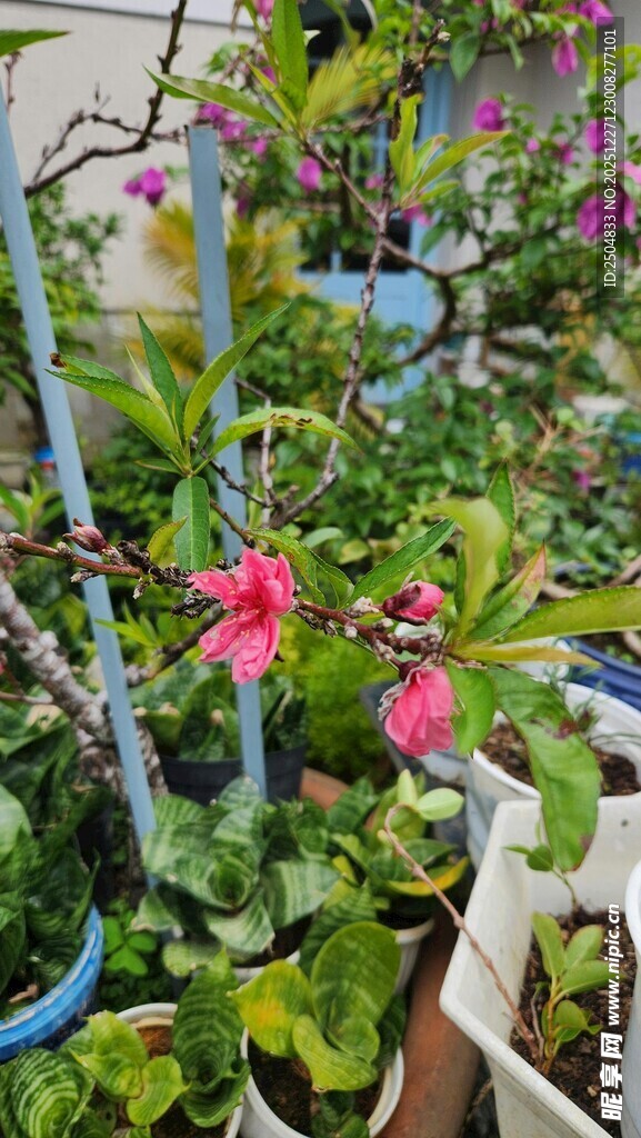 多彩盆栽装点阳台一角