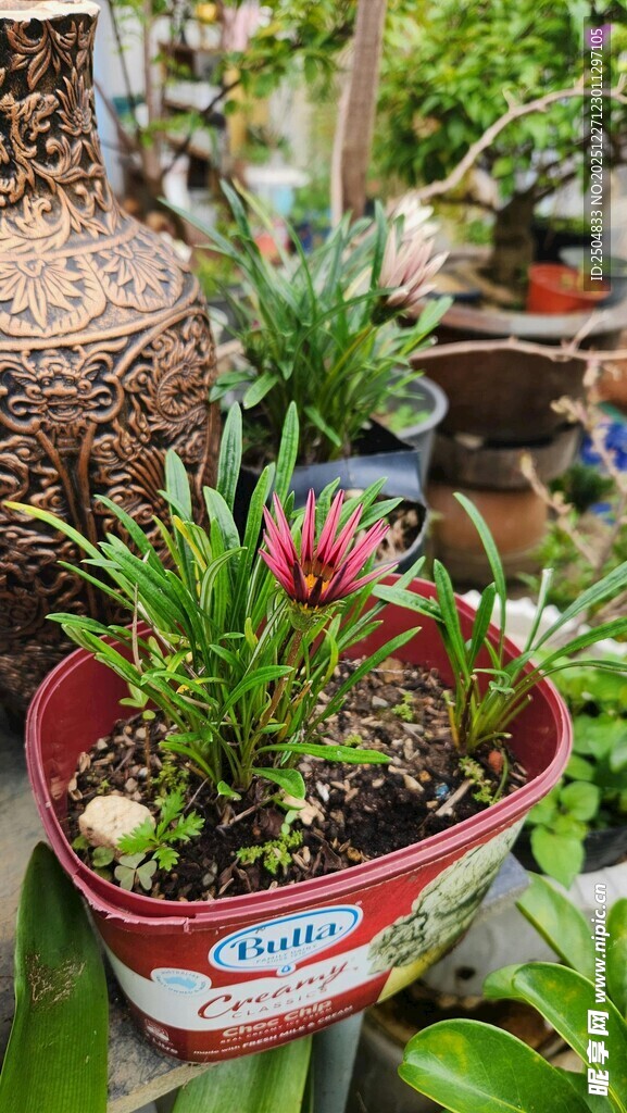 多彩盆栽装点室内小角落