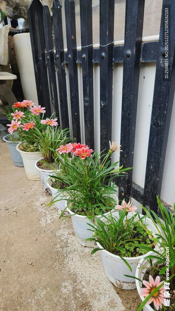 墙边多彩盆栽装点景致