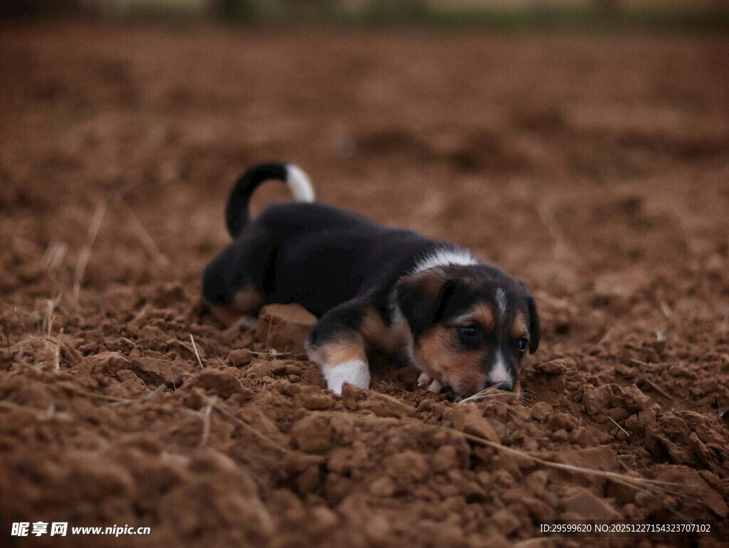 小狗在泥土地上嗅闻