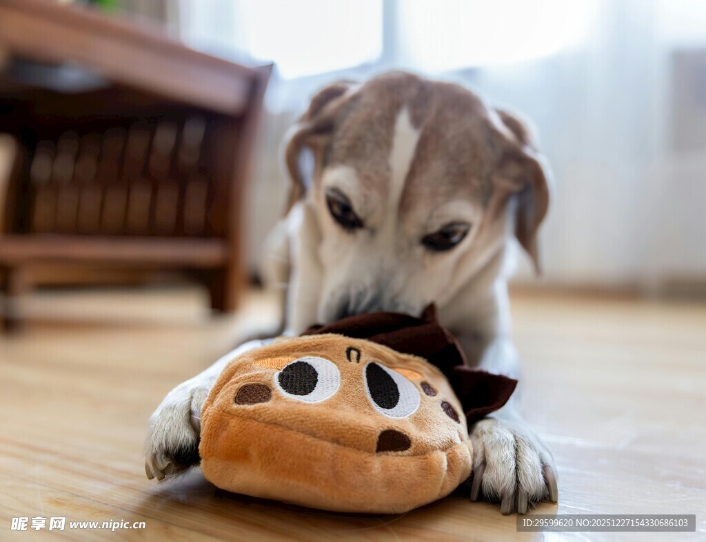 小狗玩猴子玩偶