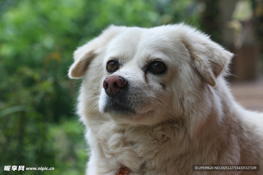 可爱白毛犬的户外特写