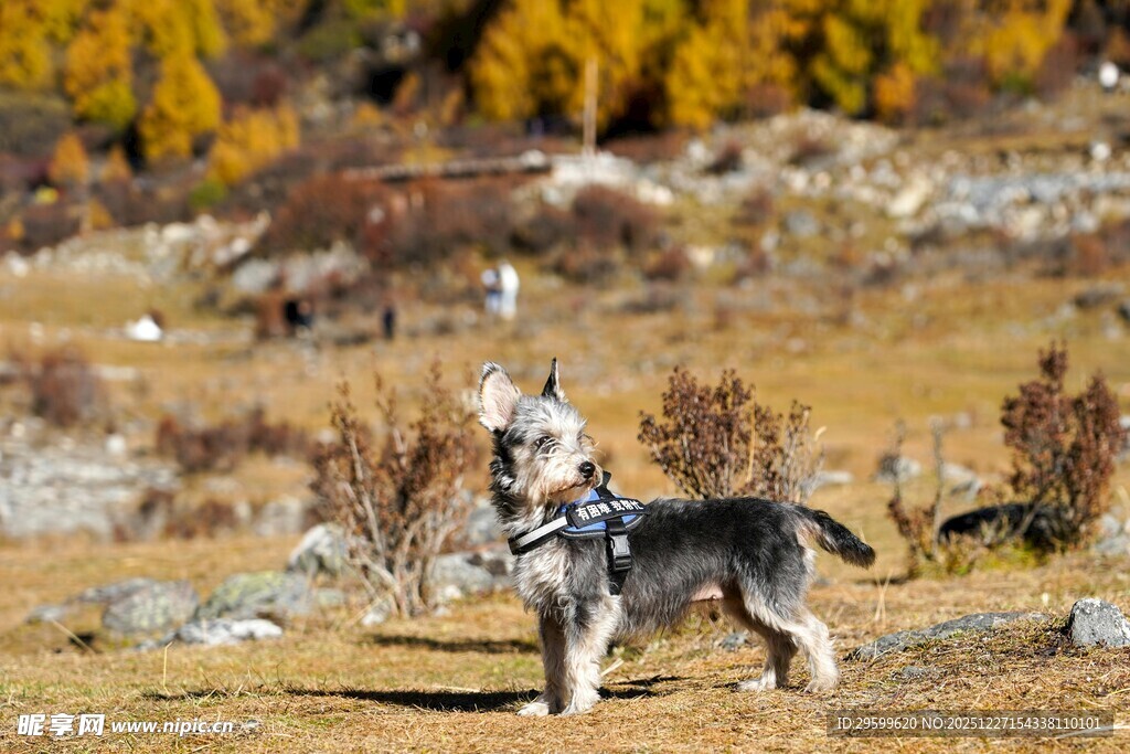 旷野中的帅气哈士奇