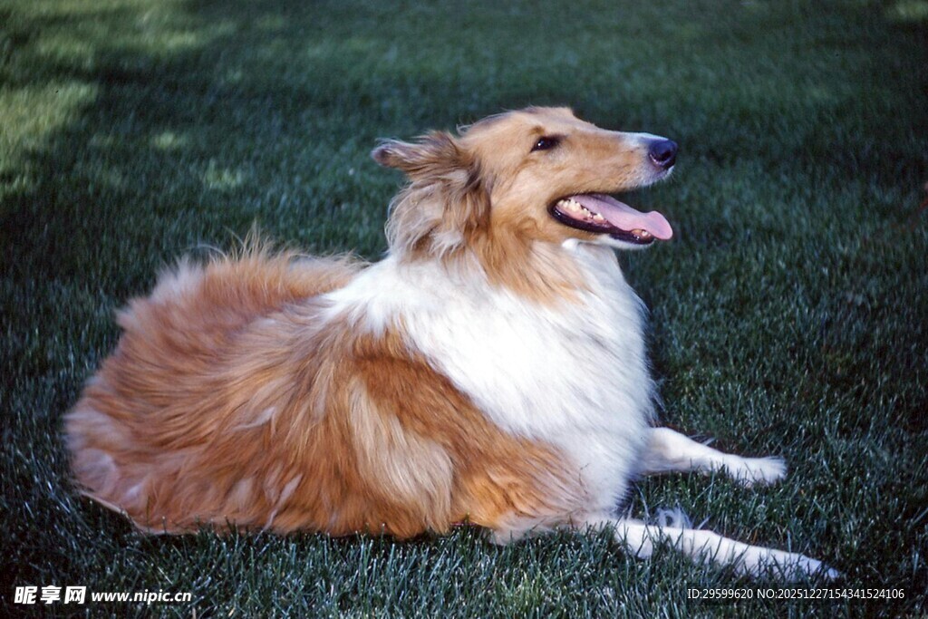 草地休憩的长毛牧羊犬