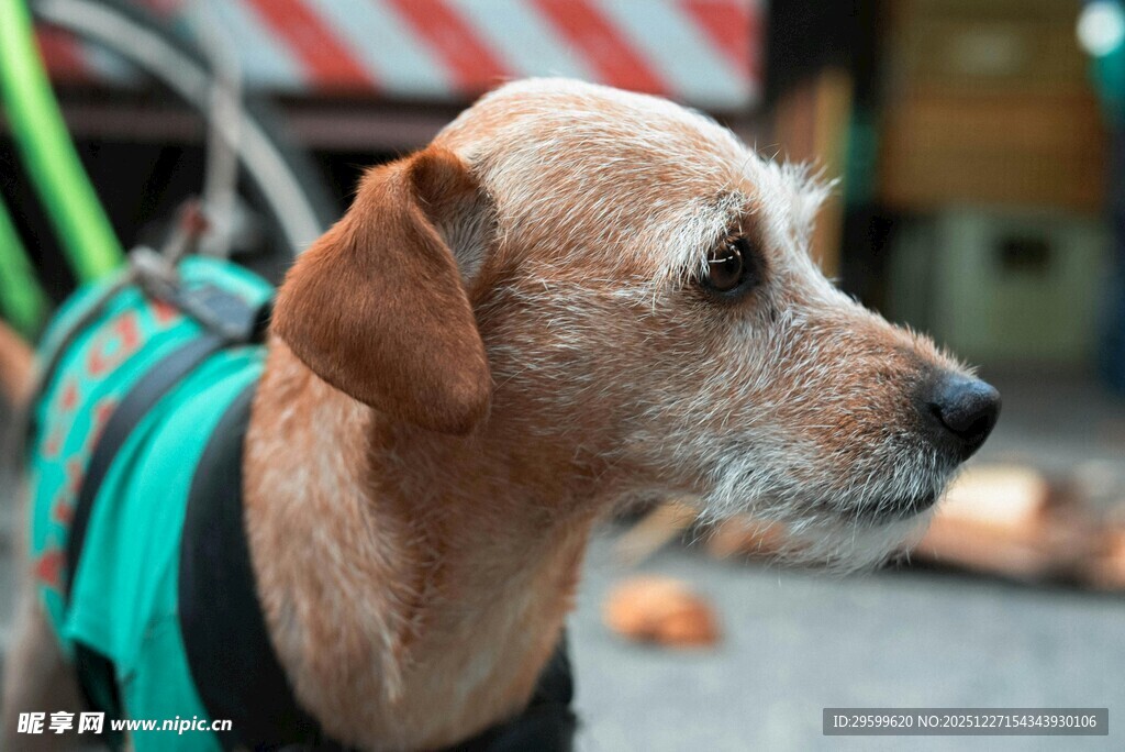 穿绿衣的可爱小狗