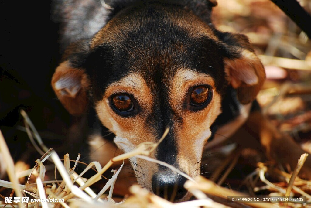 草丛中的可爱小狗