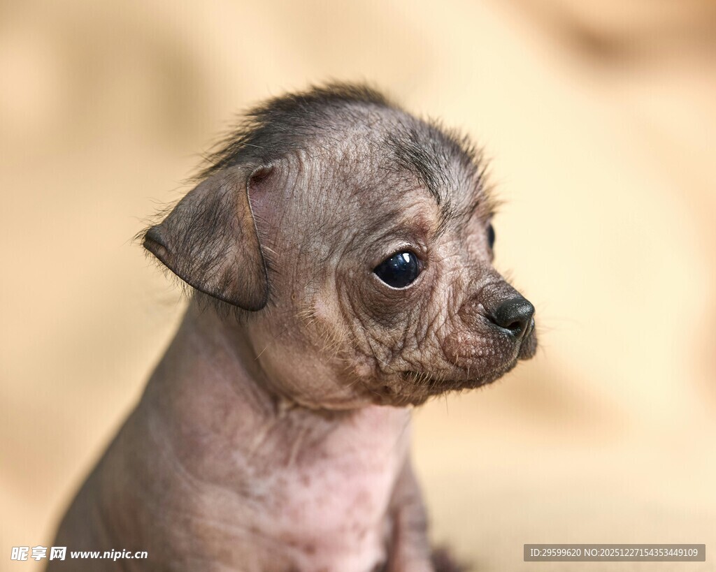 无毛小狗侧头可爱模样