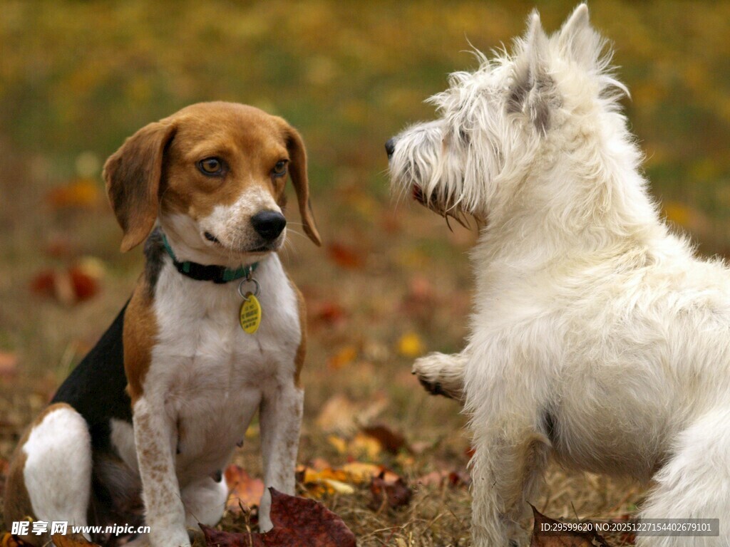 两只萌犬对视的温馨瞬间