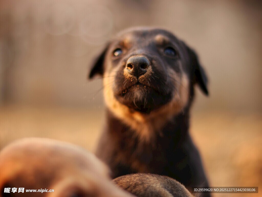 可爱幼犬抬头望