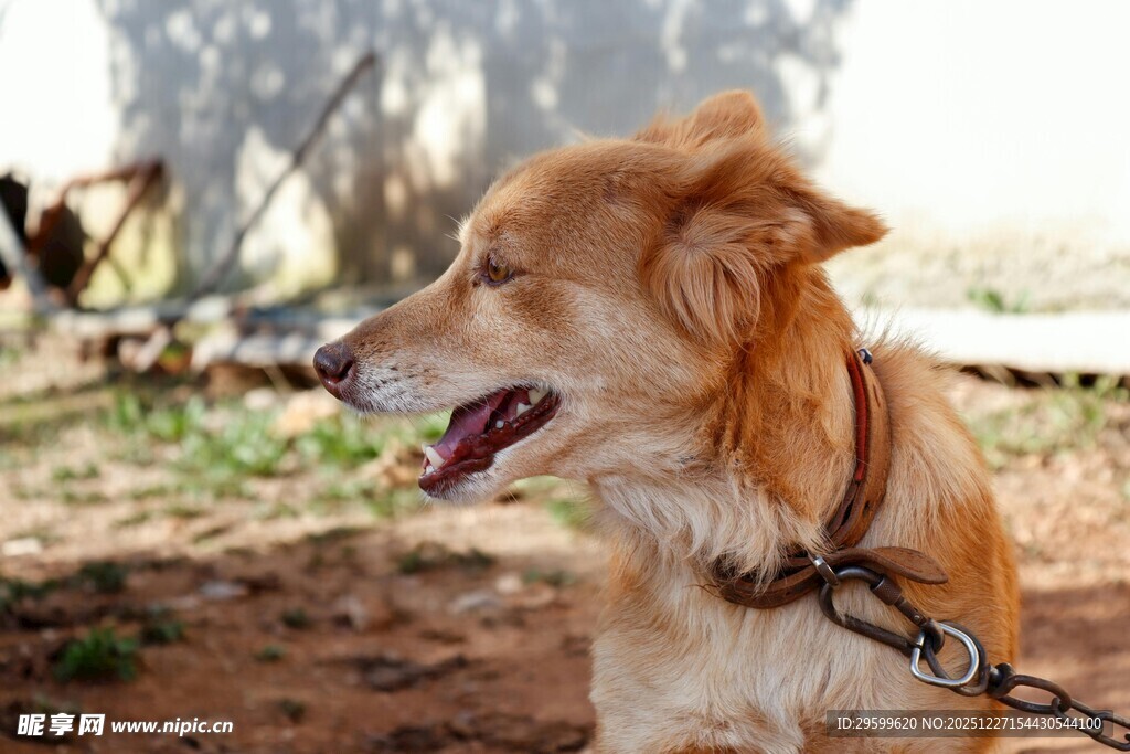 被拴住的棕色狗狗