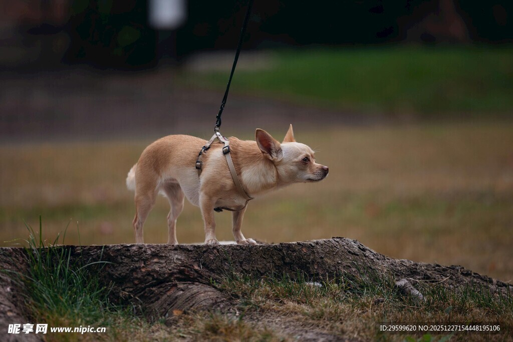拴绳的吉娃娃在户外