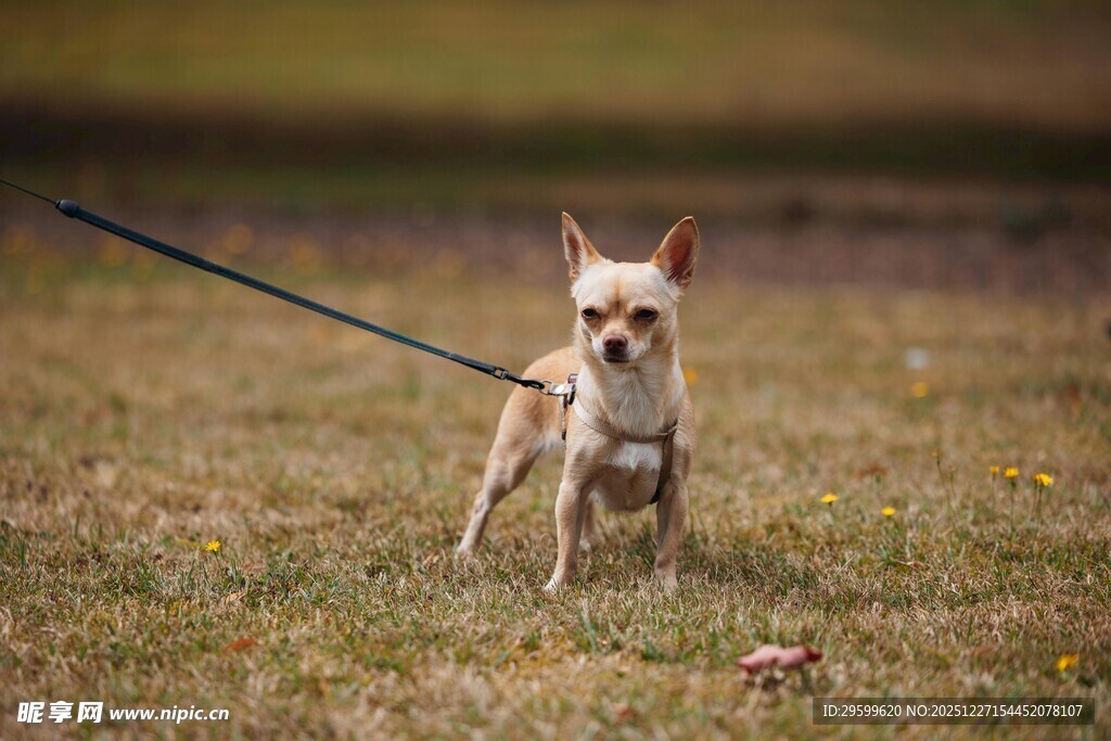 牵绳的吉娃娃在草地上