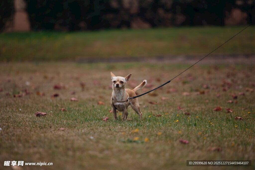 小狗叼木棍在草地玩耍