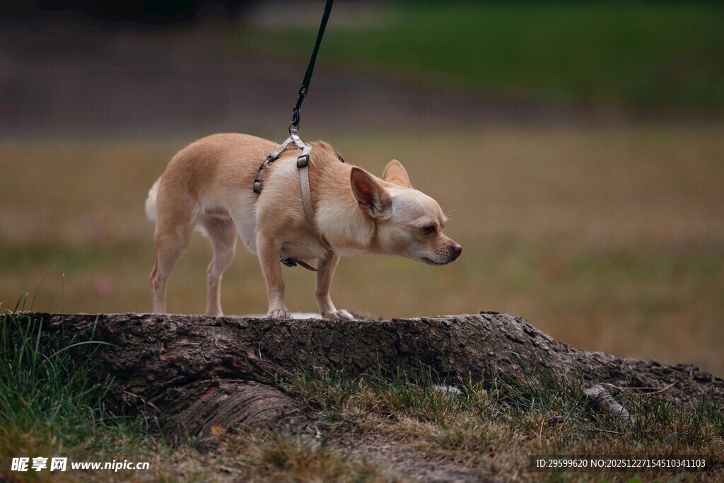 拴绳小狗在户外草地
