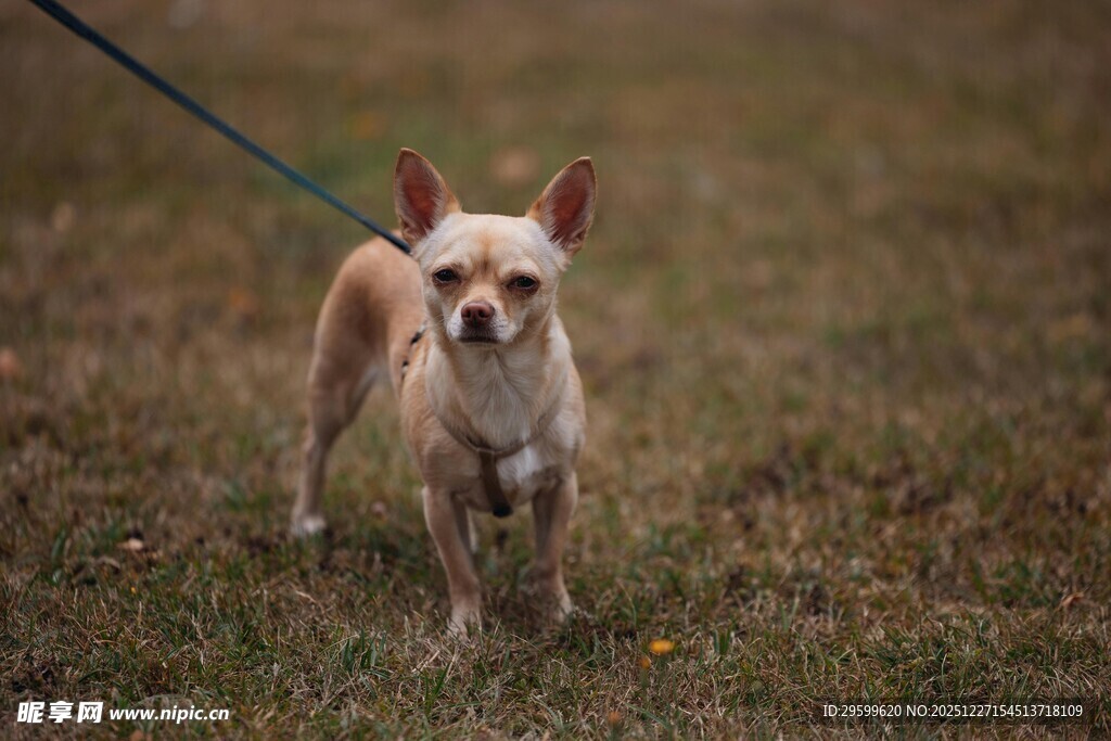 草地上被牵引的可爱小狗