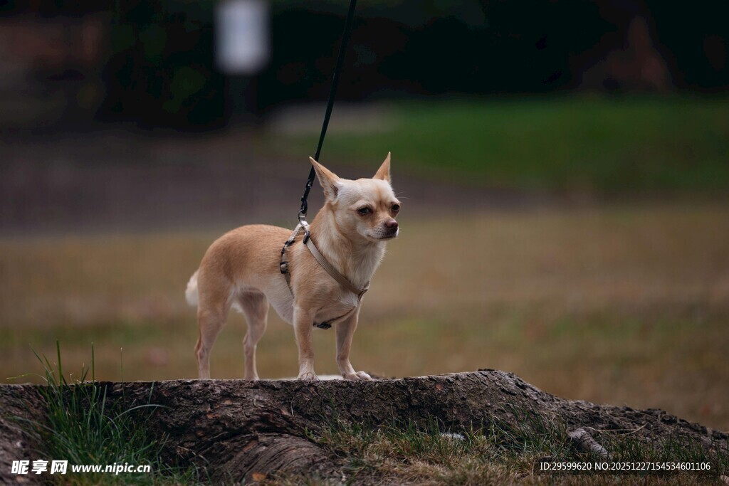 草地上的可爱小吉娃娃