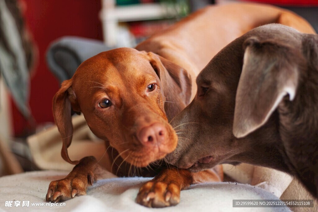依偎的两只可爱狗狗