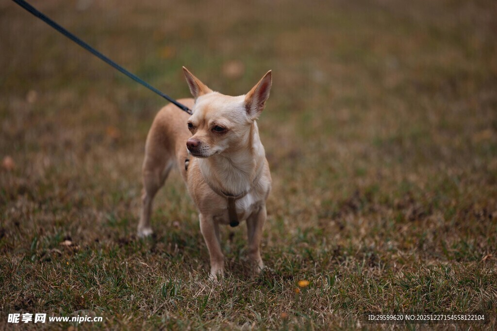 牵绳的吉娃娃站在草地上