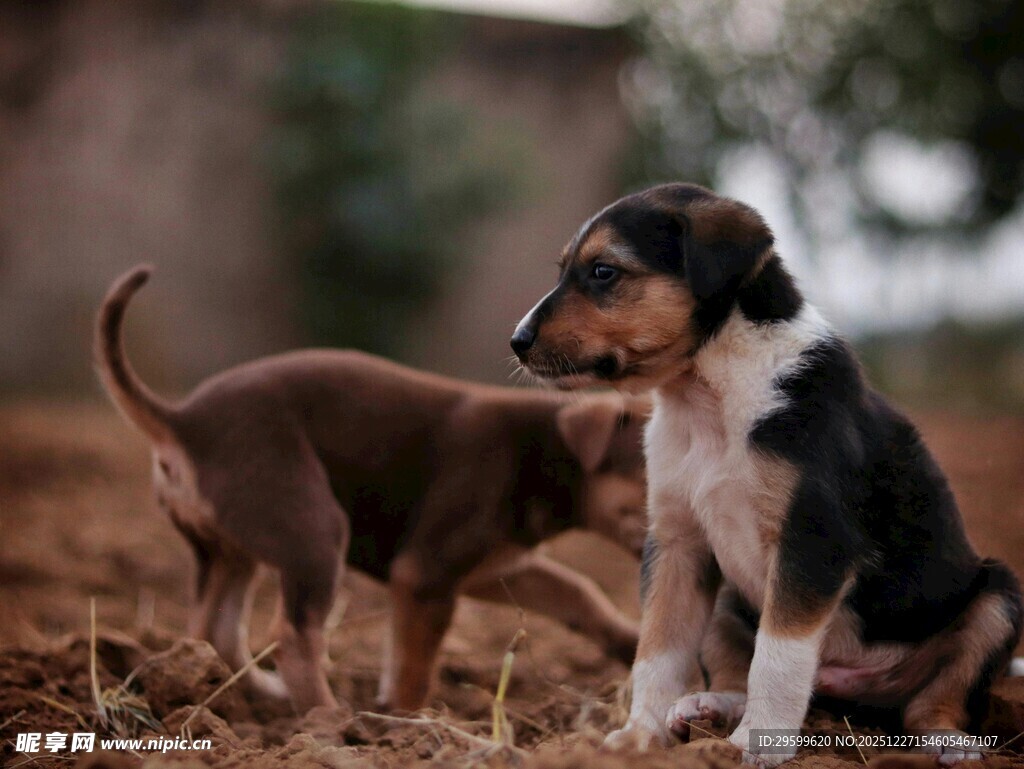 小狗在户外互动玩耍