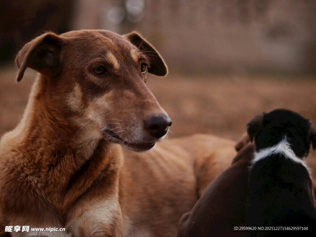 两只狗狗的温馨瞬间