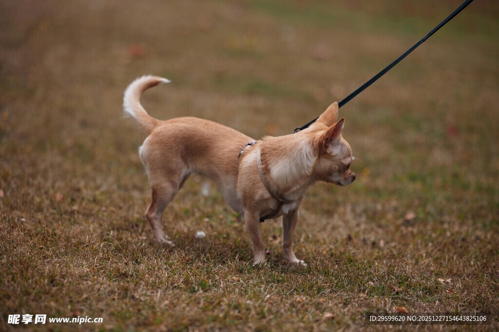 拴绳小狗在草地玩耍