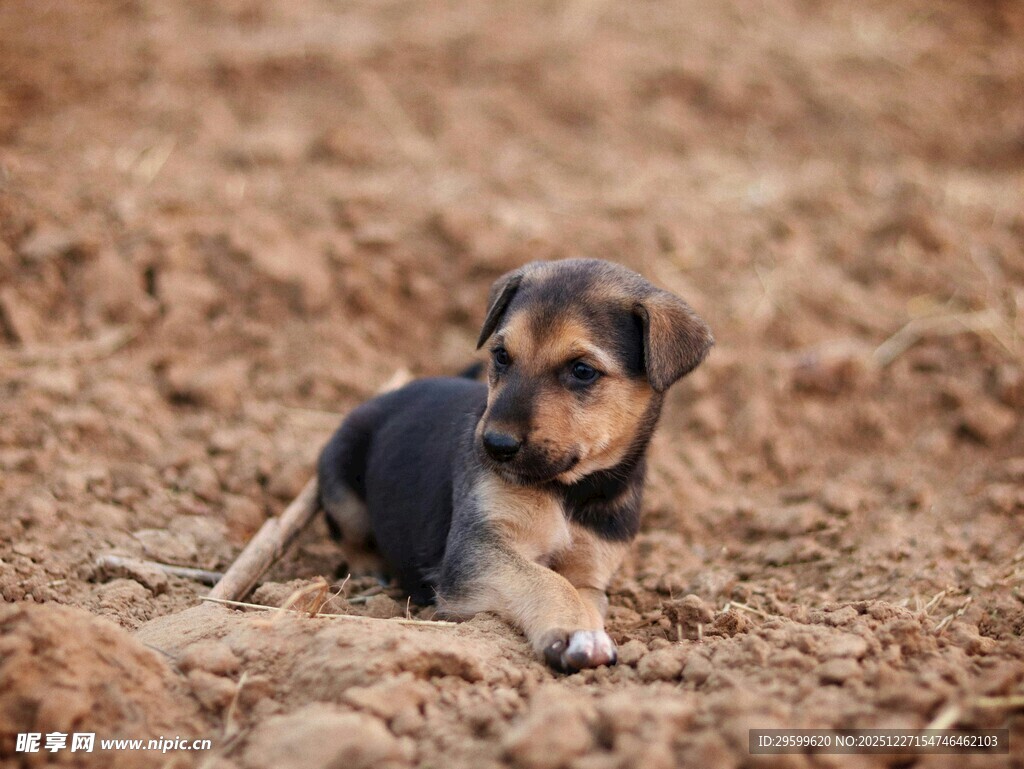 趴着的三色小狗