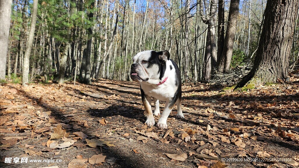 林间漫步的可爱狗狗
