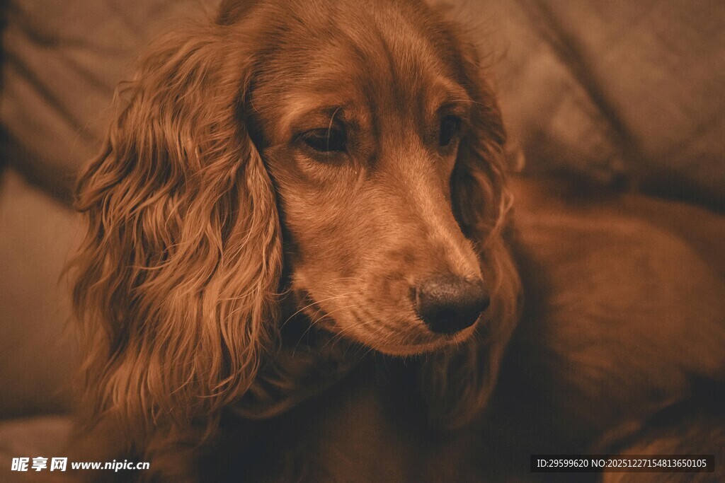 沙发上的长毛狗狗