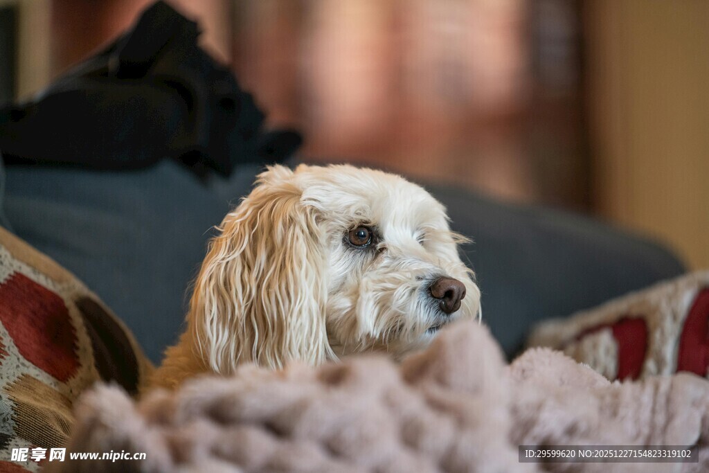 沙发上的可爱白毛小狗