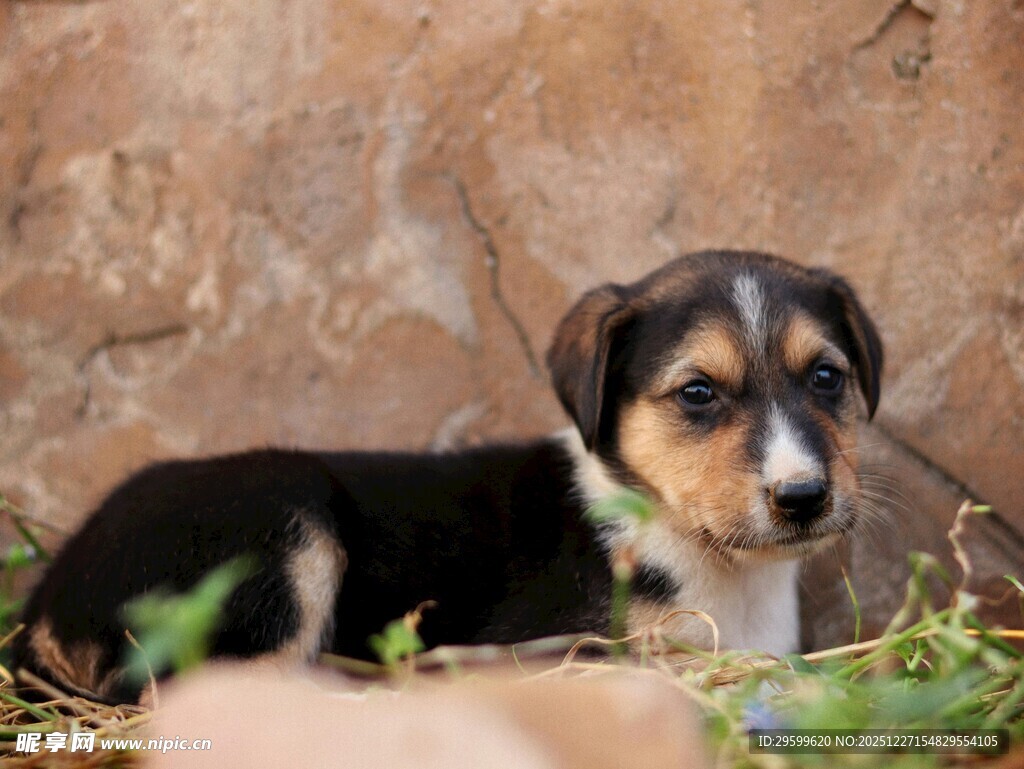 可爱三色小狗趴于石旁