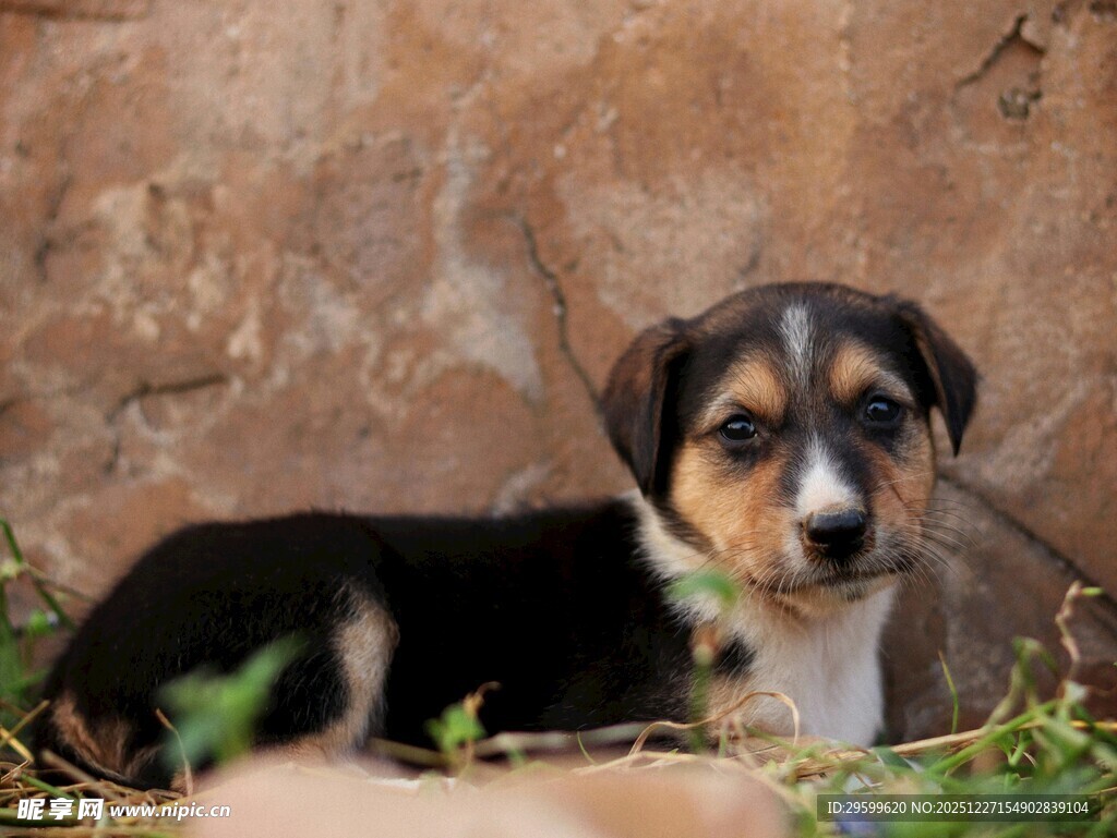 可爱三色小狗靠墙休憩