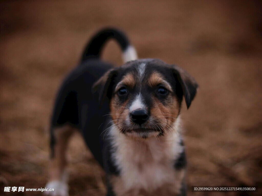 可爱三色小狗户外站立