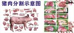 猪肉分割示意图展示