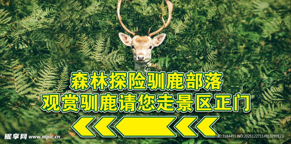 森林偶遇鹿群的奇妙瞬间