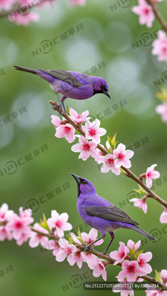 紫色鸟  在桃花上站着  