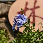 蓝花绽放于古朴背景前