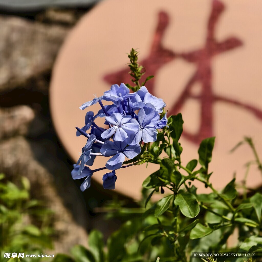 蓝花绽放于古朴背景前