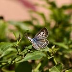 蓝蝶停驻绿叶间