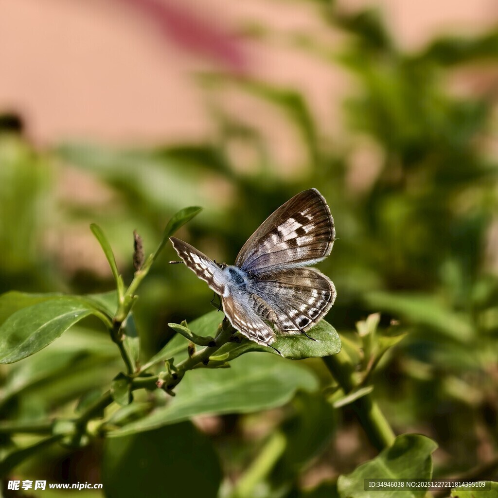 蓝蝶停驻绿叶间