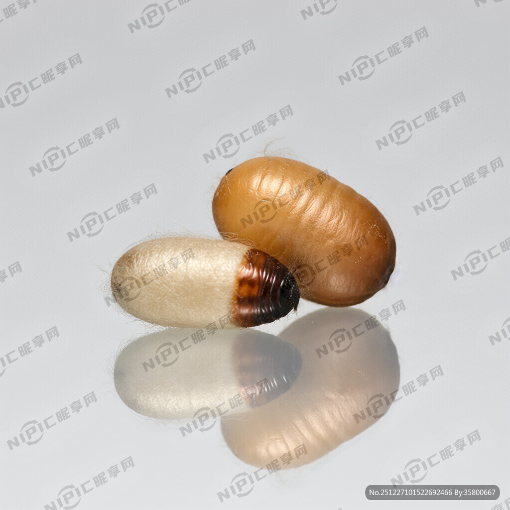 莫代尔加桑蚕丝虫卵形状图