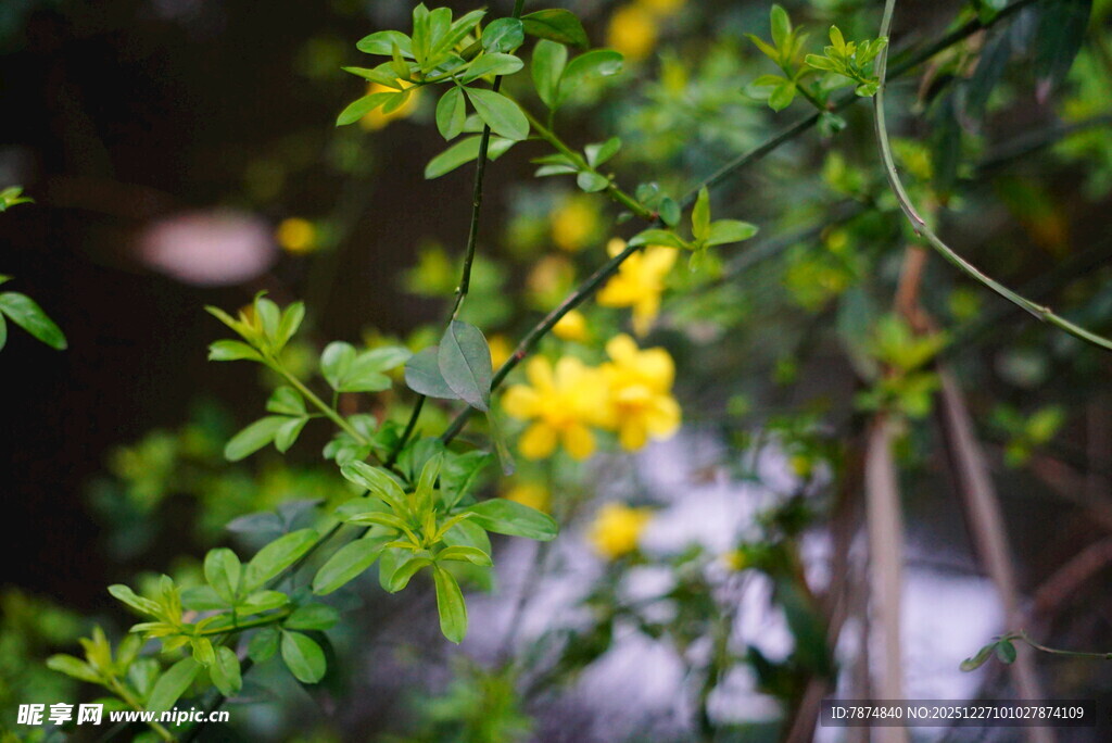 枝头绽放的明黄色小花