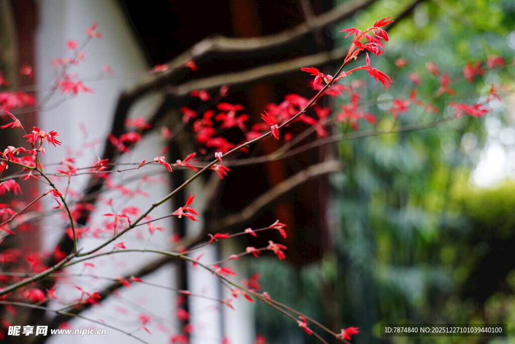 红枝绽花 一抹春日雅韵