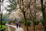 春日小径赏樱的行人