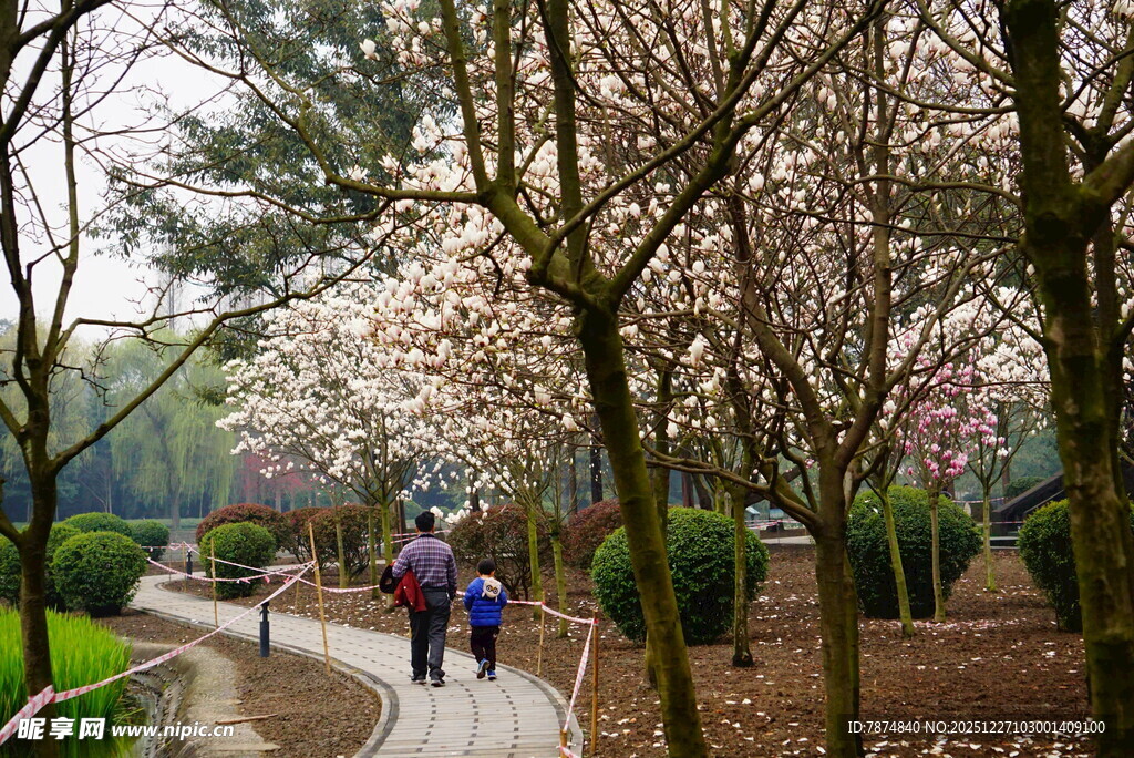 春日小径赏樱的行人